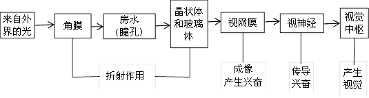 視覺(jué)形成